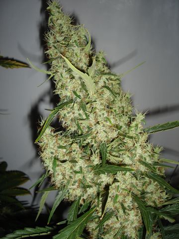 An image of Sannie's Jack