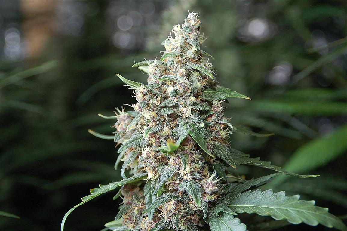 An image of Sugar Punch