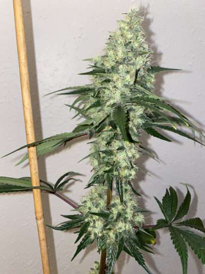 An image of Sour Bubble Wreck