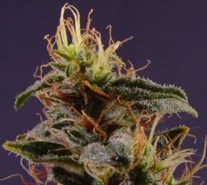 An image of New York Power Diesel