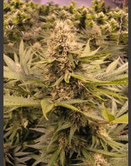 An image of Raspberry Cough
