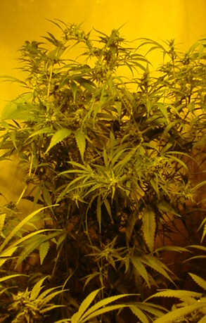 An image of Sativa Mexicana