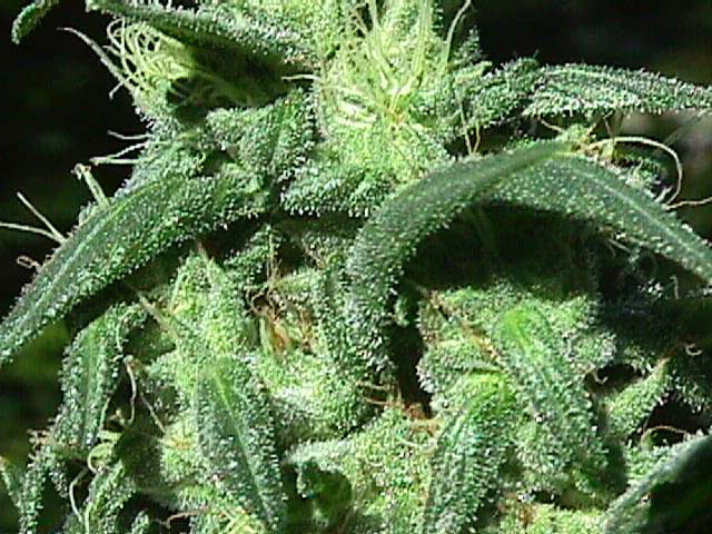 An image of Sterling Haze