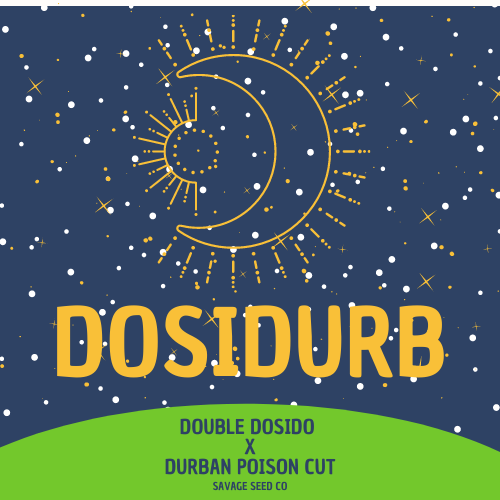 An image of DosiDurb