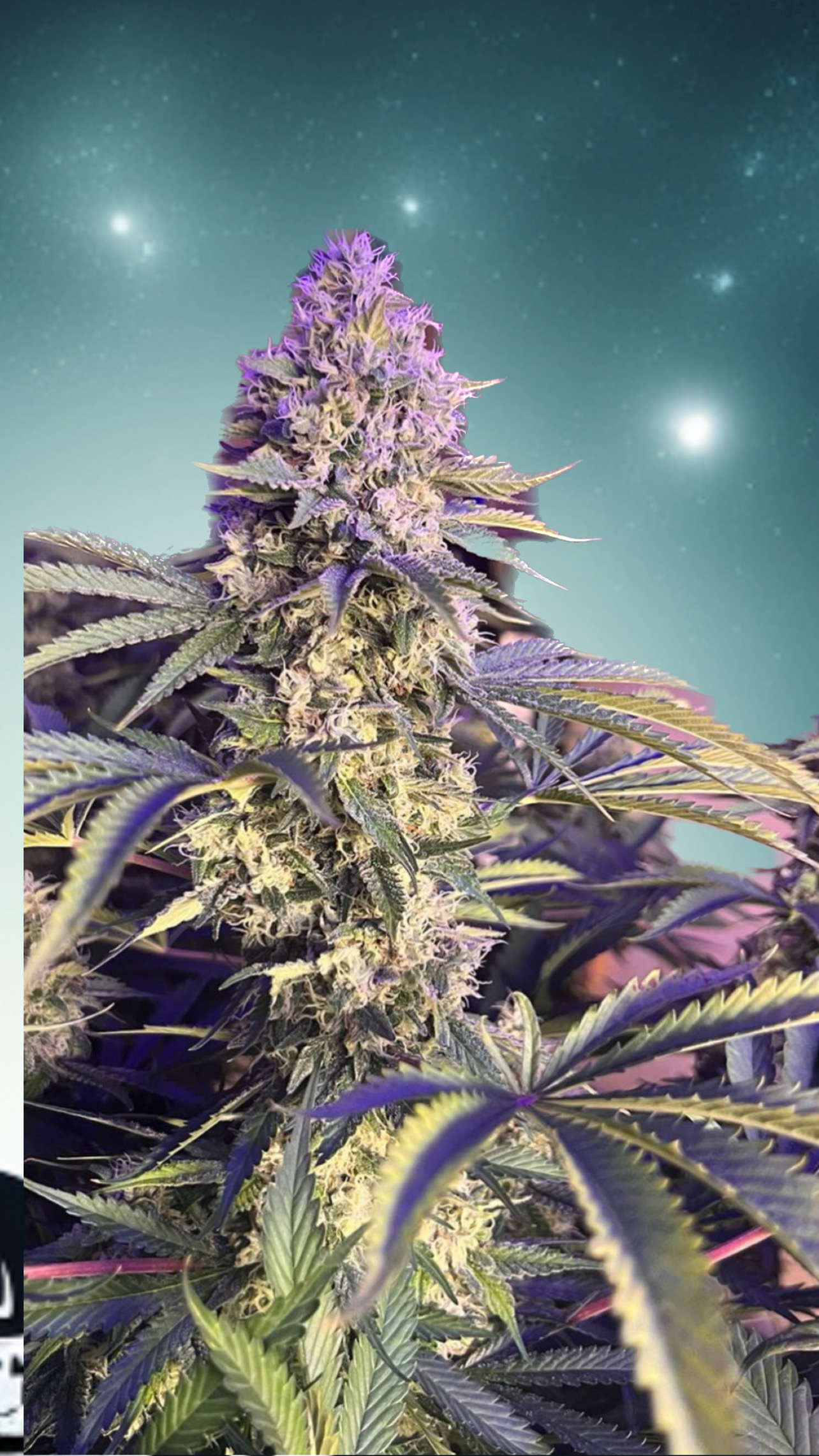 An image of Grape Maple Mintz