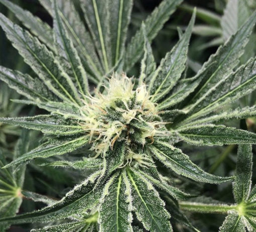 An image of Blue Lemonade