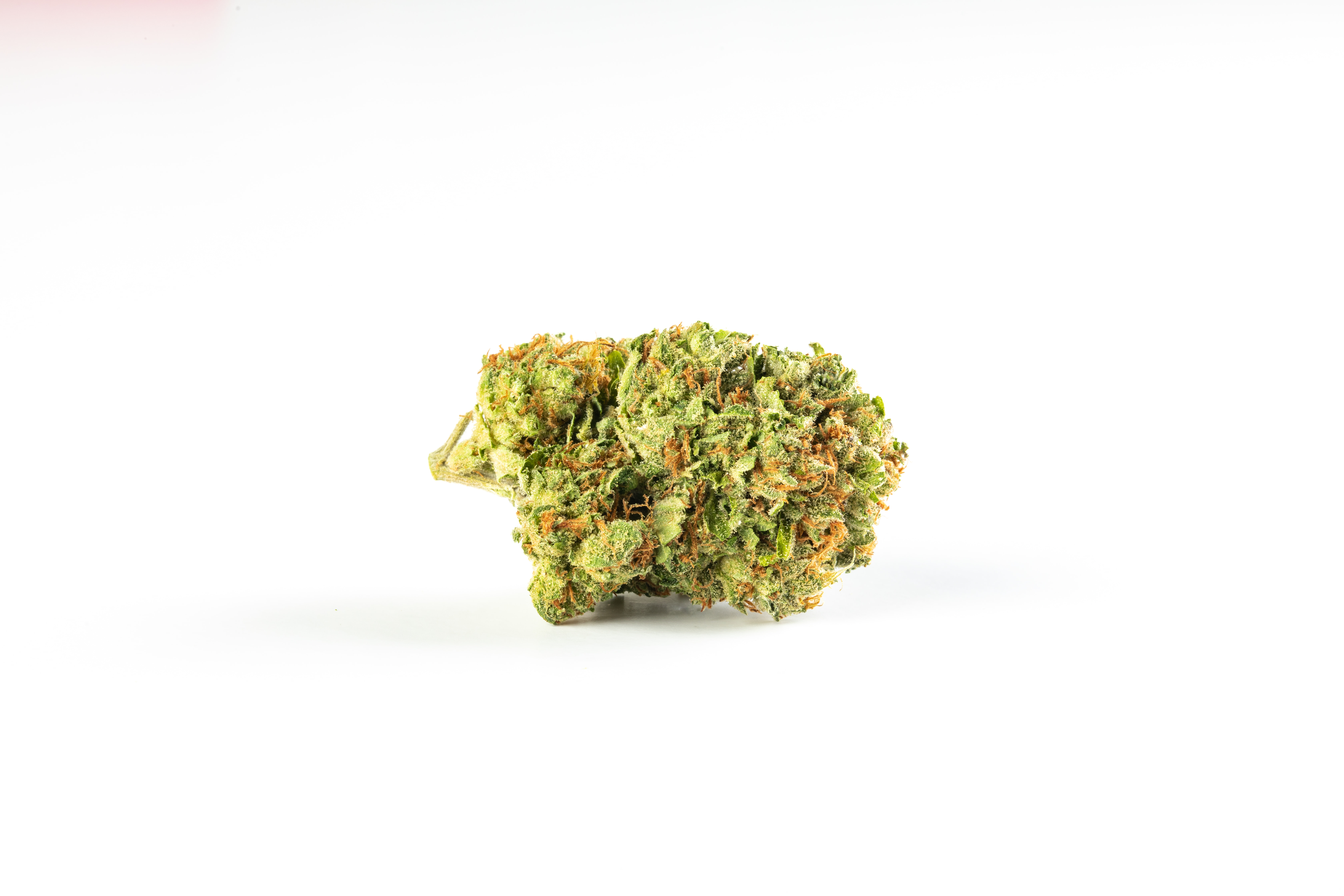 An image of Red Rhino