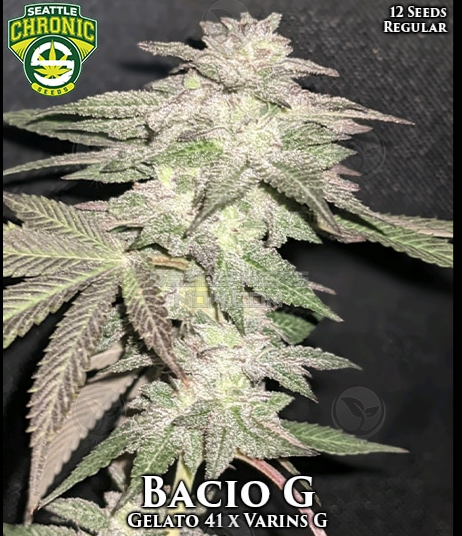An image of Bacio G