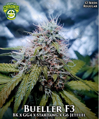 An image of Bueller