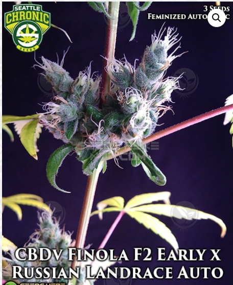 An image of CBDv Finola F2 Early x Russian Landrace Auto F2