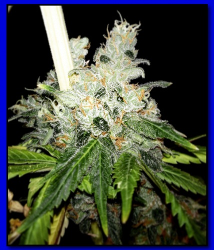 An image of Doobie Howser