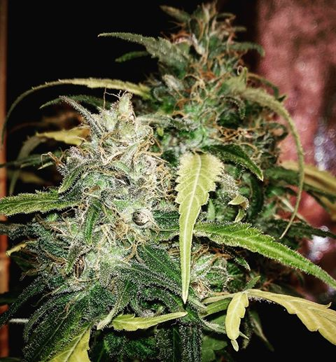 An image of Gamma Jack