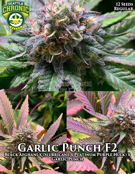 An image of Garlic Punch F2