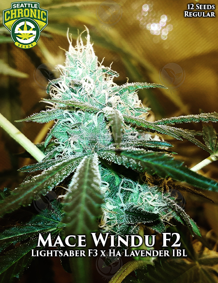 An image of Mace Windu