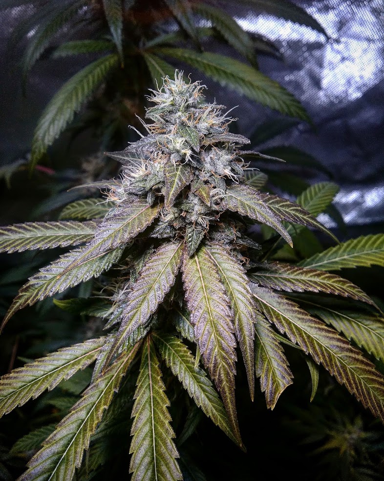 An image of Macho