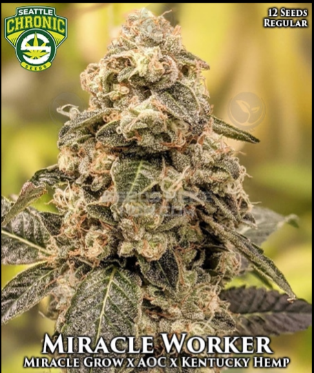 An image of Miracle Worker