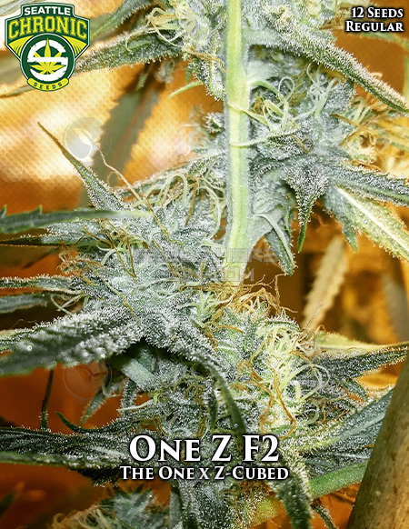 An image of One Z