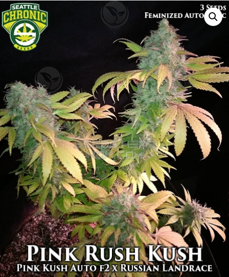 An image of Pink Rush Kush 1:1