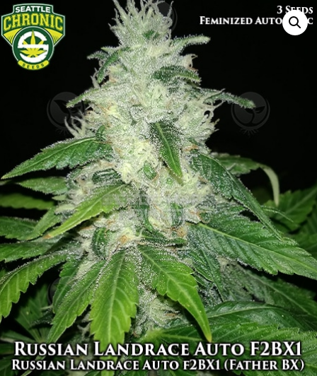 An image of Russian Landrace Auto