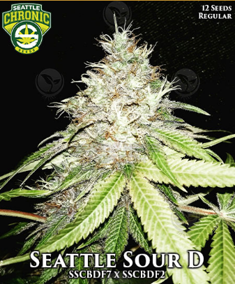 An image of Seattle Sour D