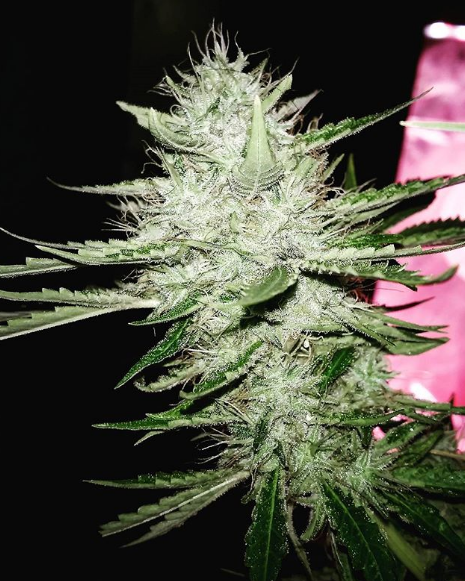 An image of Super Sour CBD