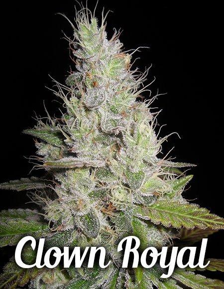 An image of Clown Royal