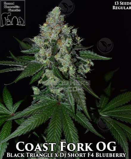 An image of Coast Fork OG