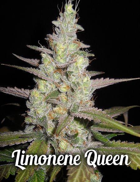 An image of Limonene Queen