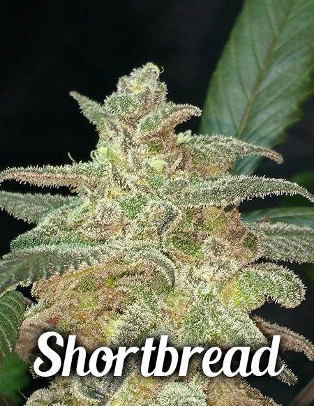 An image of Shortbread