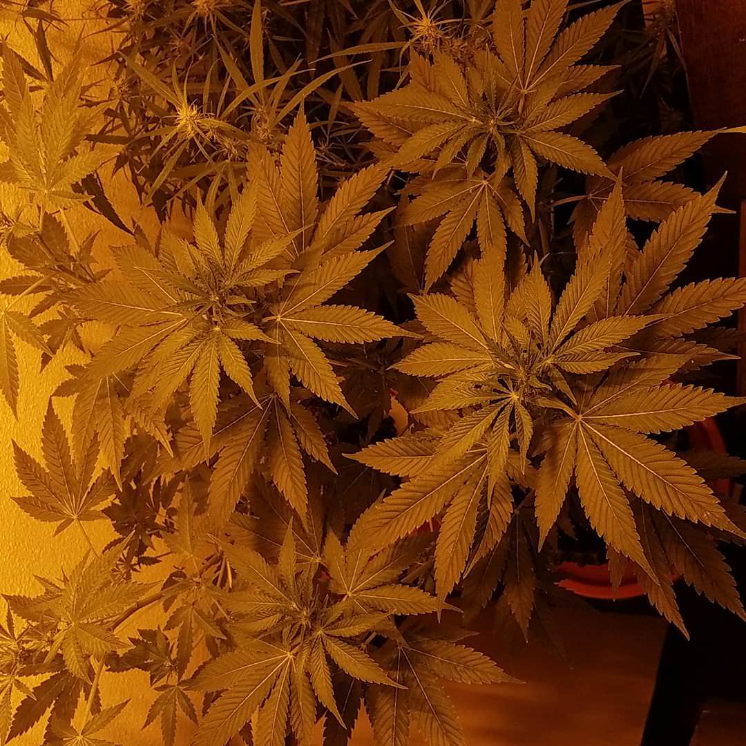 An image of Cujo OG