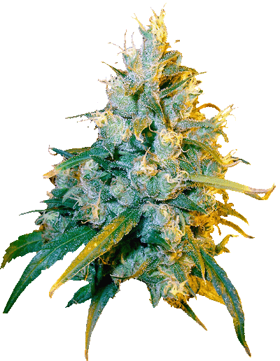 An image of Jamaican Grape