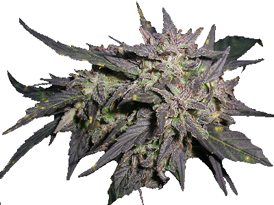 An image of Purple Pineberry