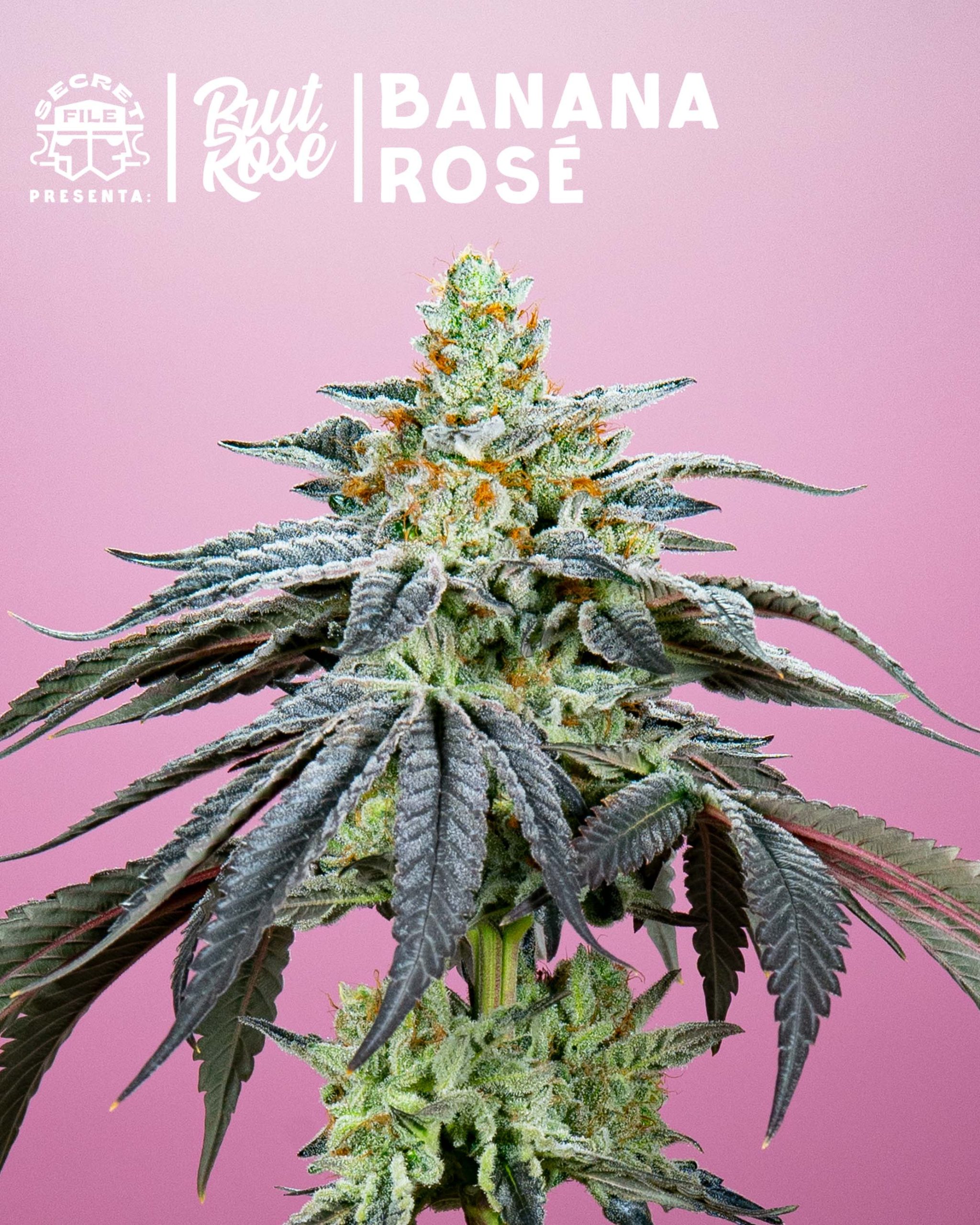 An image of Banana Rose