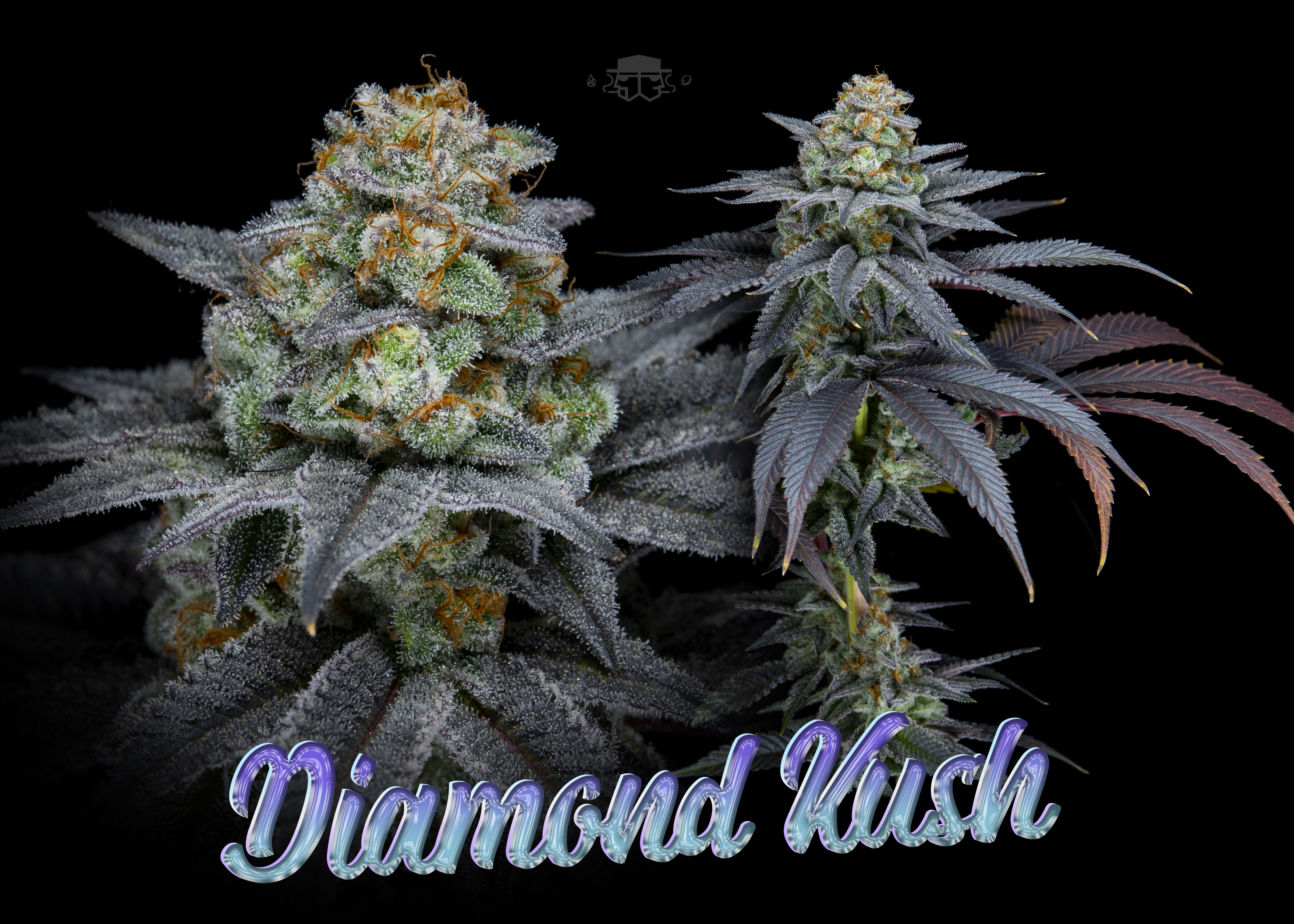 An image of Diamond Kush