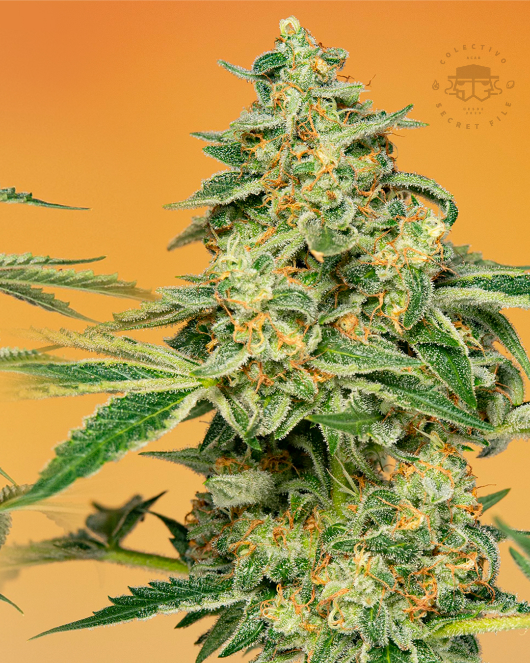 An image of Fruitty Pebbles OG x Golden Cobra