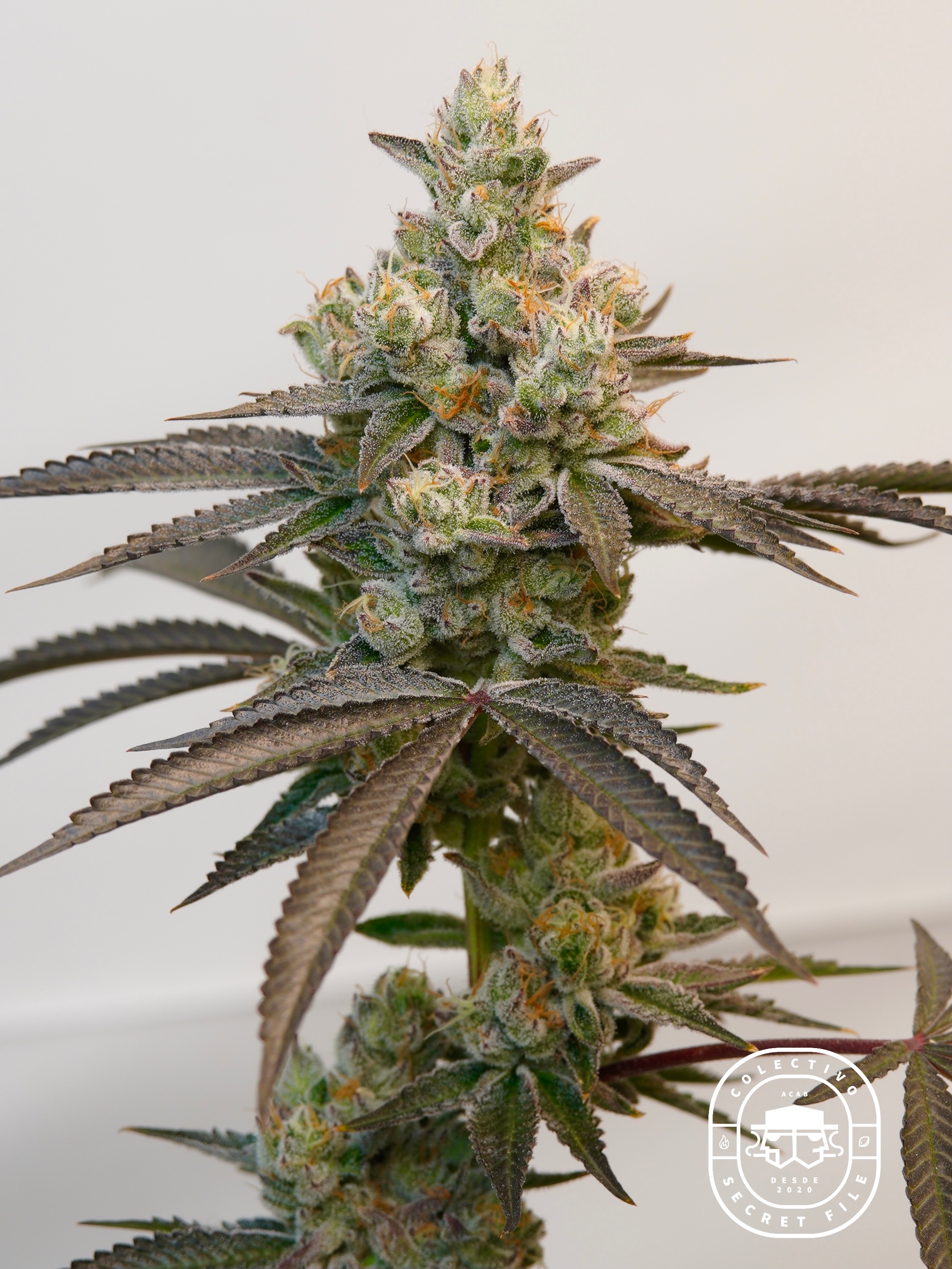 An image of Platinum Kush Breath #3 x Golden Cobra
