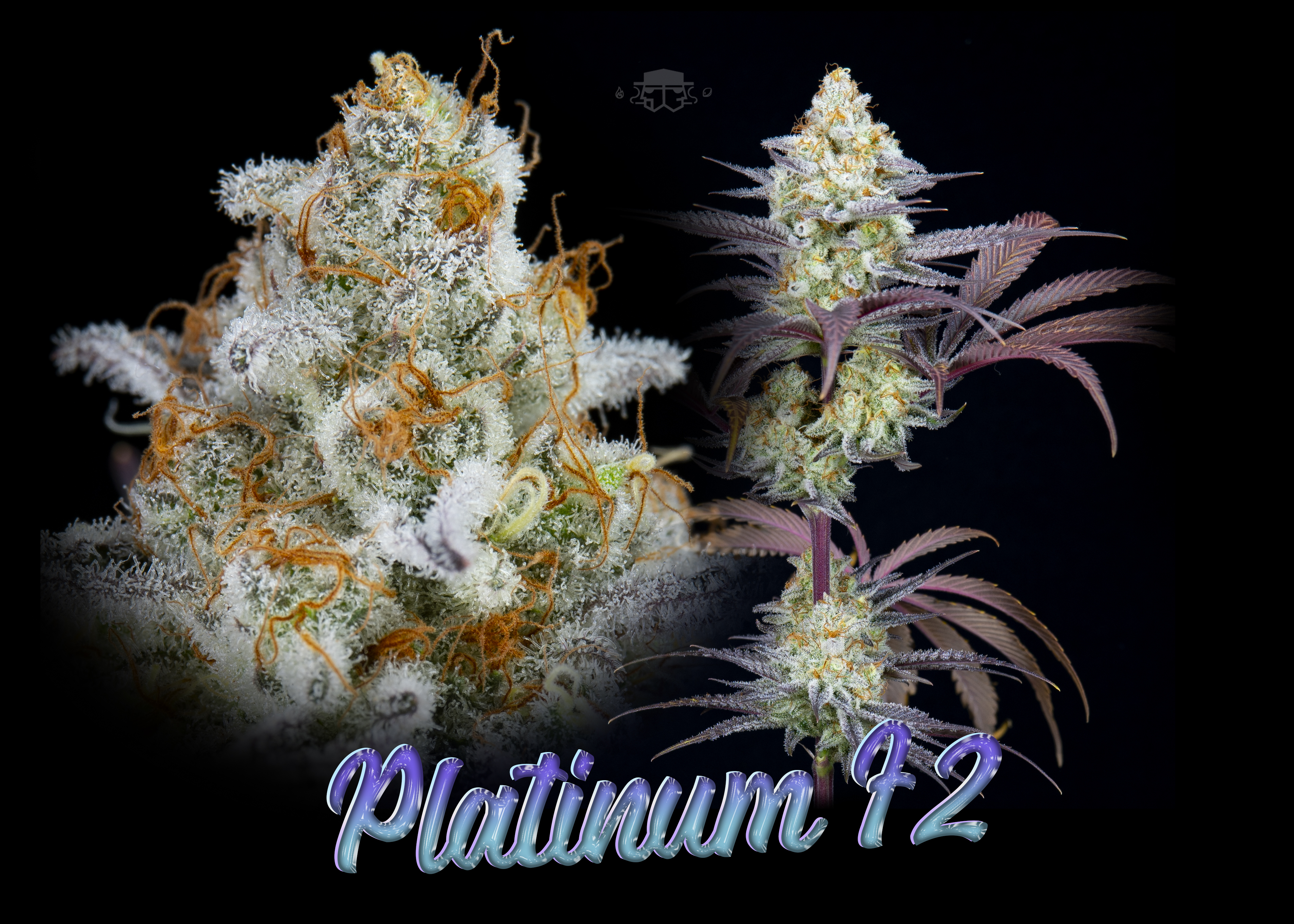 An image of Platinum Kush F2