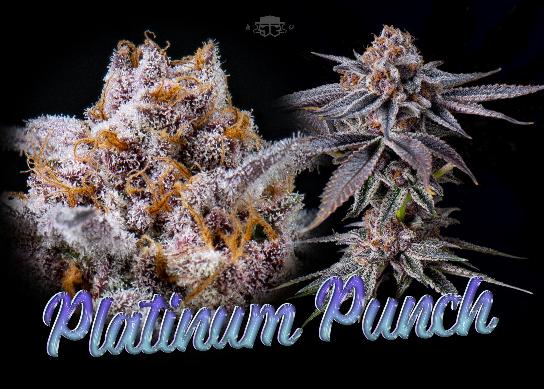 An image of Platinum Punch
