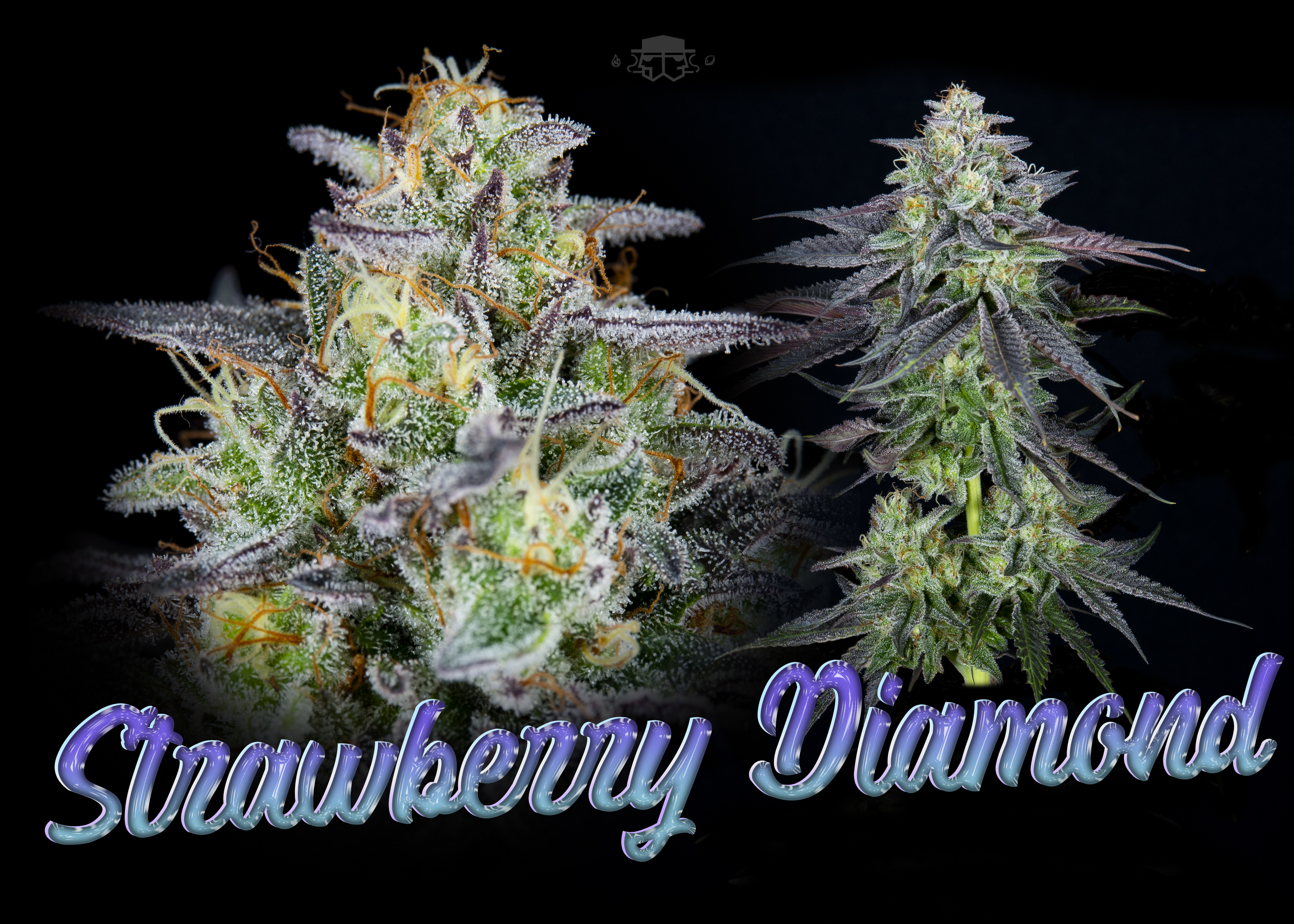 An image of Strawberry Diamond