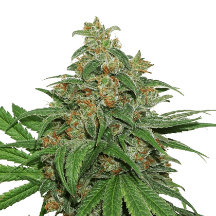 An image of AK420