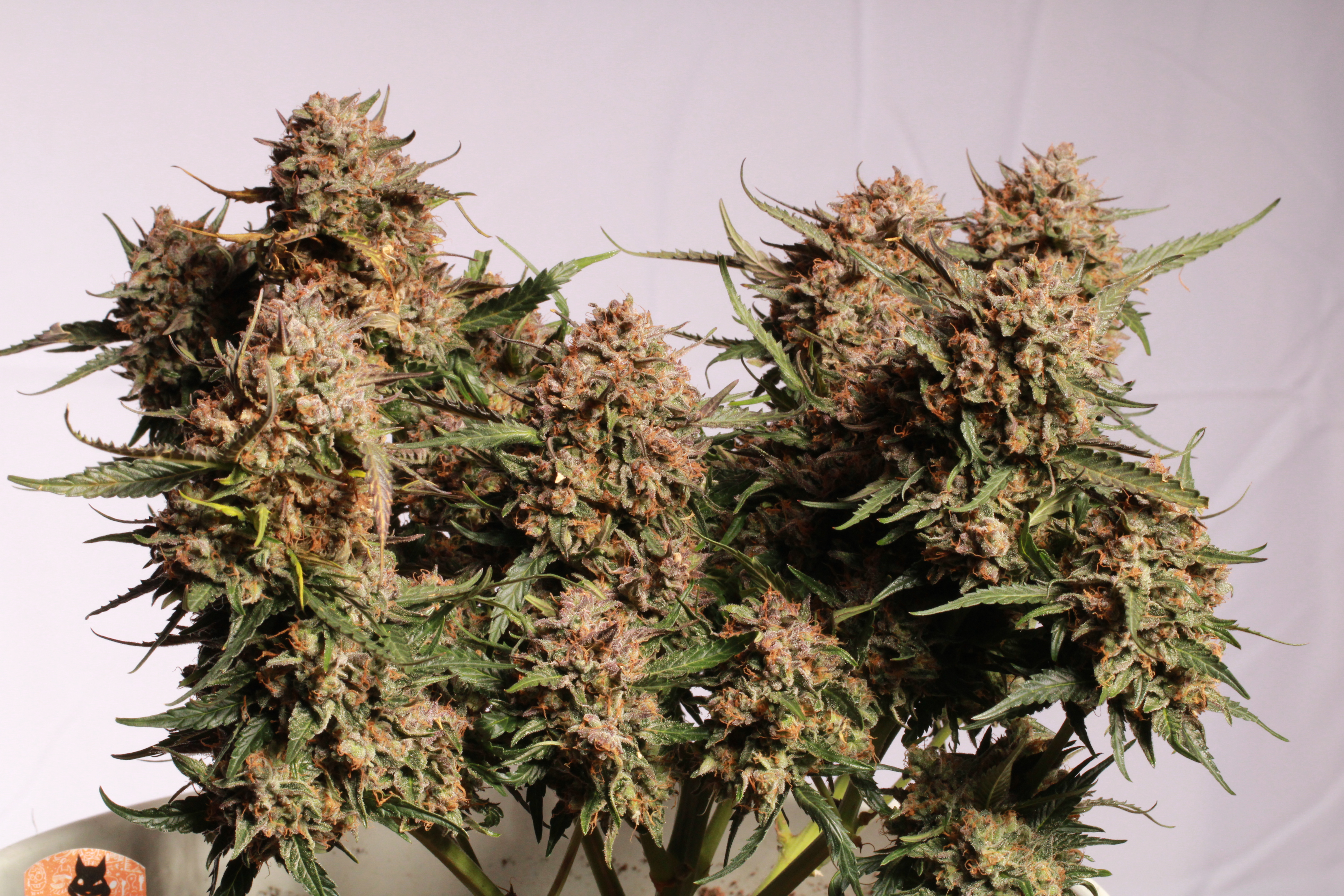 An image of Apollo Black Cherry