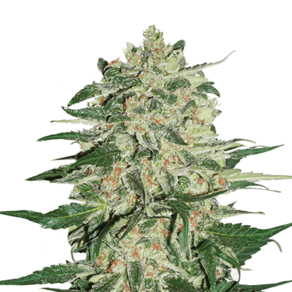 An image of Big Bud Autoflower
