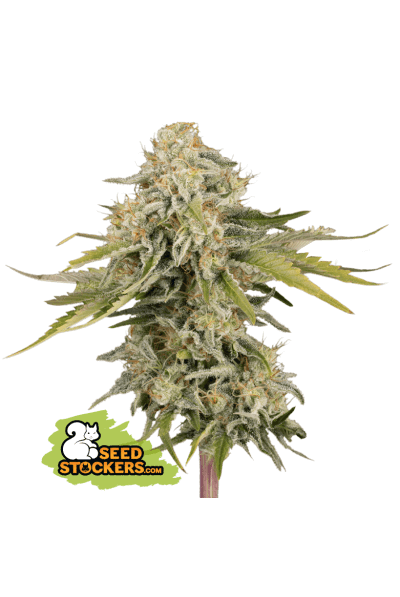An image of Black Rainbow Auto