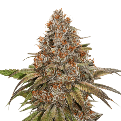 An image of Blackberry Gum Autoflower