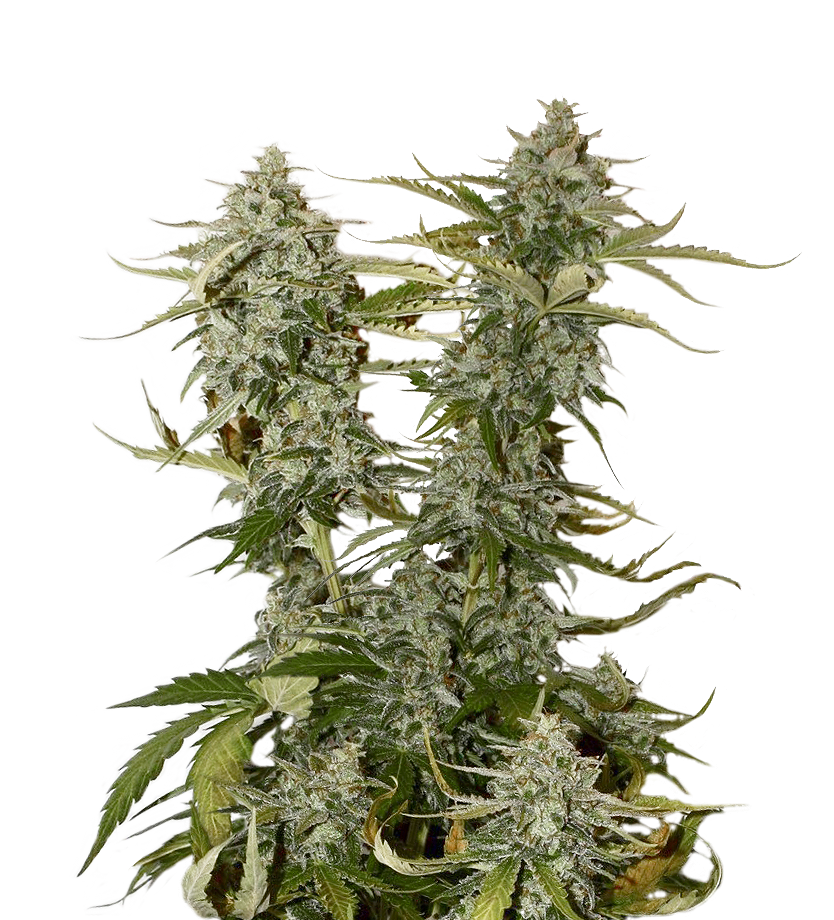 An image of Candy Dawg