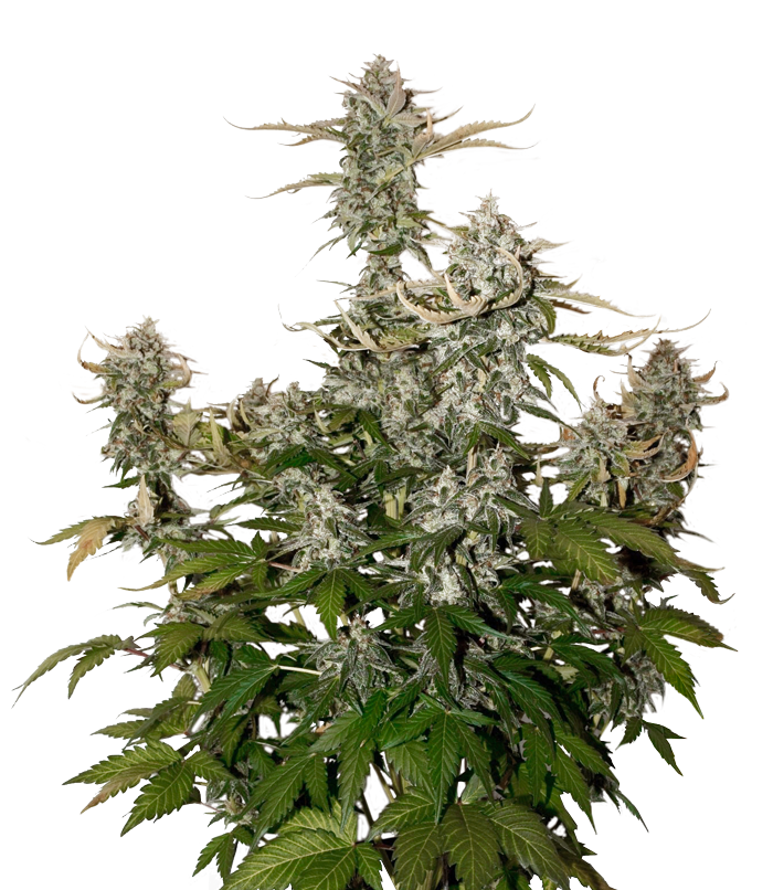 An image of Candy Dawg Autoflower