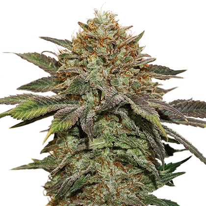 An image of Fruit Cake Autoflower