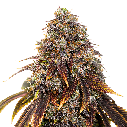 An image of Gelato 41