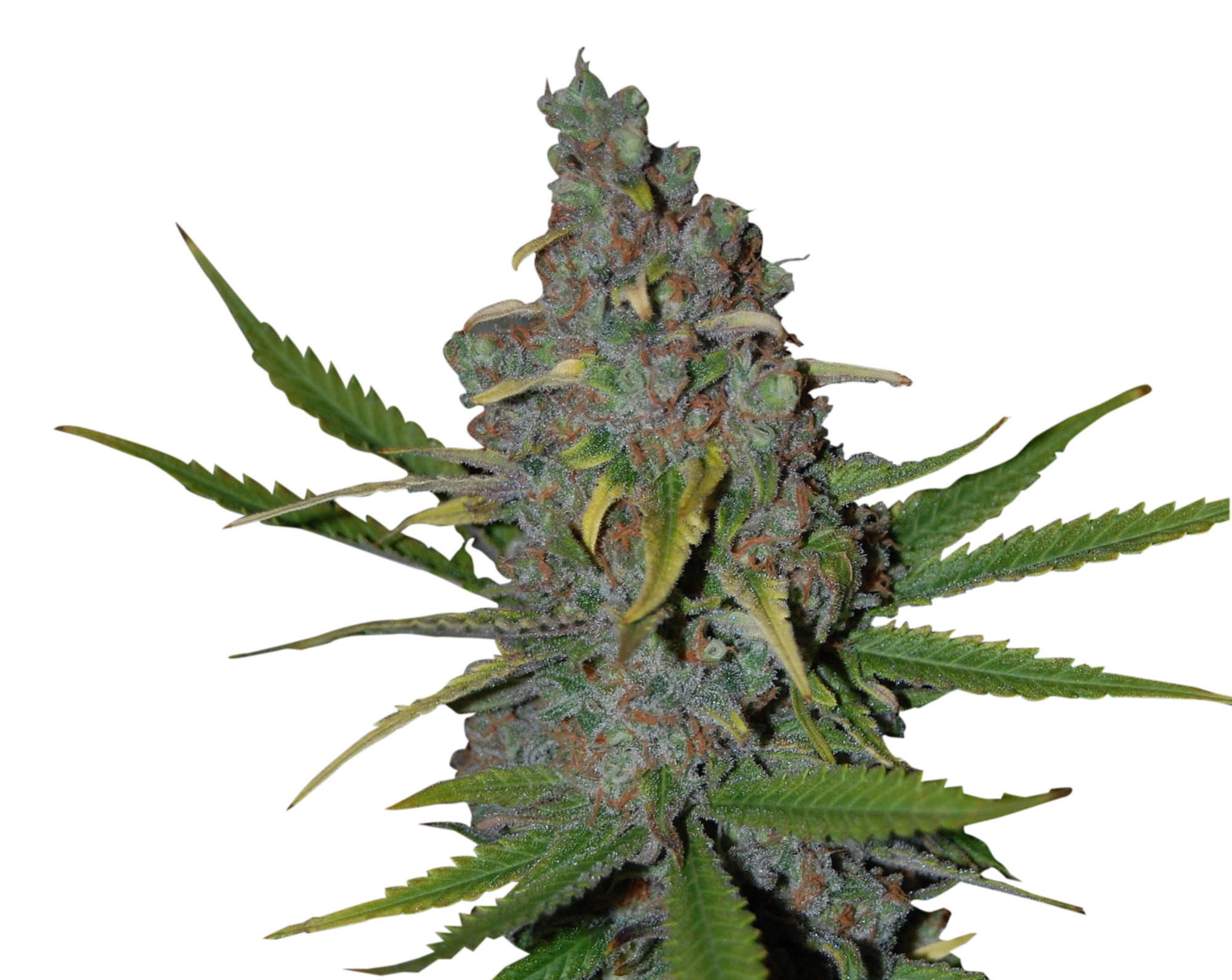 An image of Gelato 41 Fast