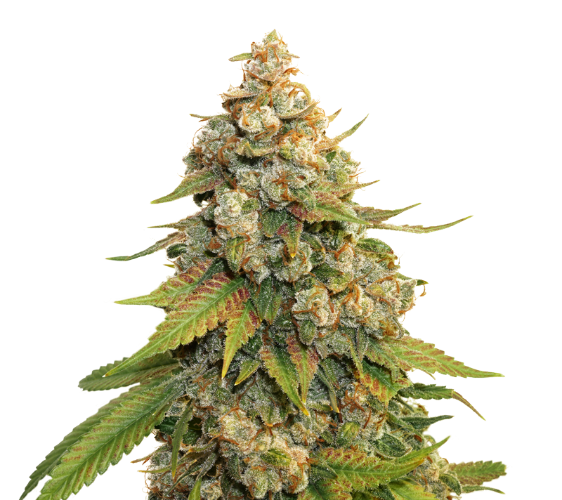 An image of Golden Lemon Haze